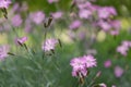 Carnation Dianthus tianschanicus plants with fragrant, fringed pale-pink flowers